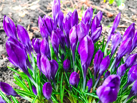 First spring flowers of crocusの写真素材