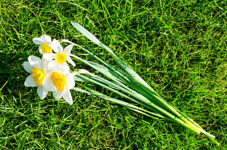 Multicolored spring flowers in garden. Studio Photo