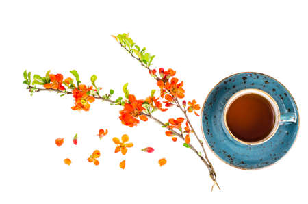 Herbal hot tea from pink flowers. Studio Photoの写真素材