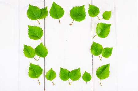Young birch leaves on white background. Studio Photo