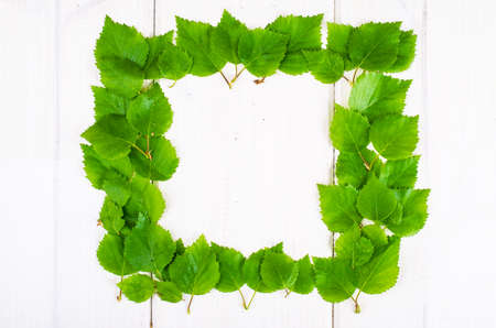 Young birch leaves on white background. Studio Photoの写真素材