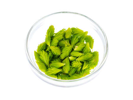 Spruce branches with young green shoots. Studio Photo