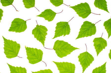 Young birch leaves on white background. Studio Photoの写真素材