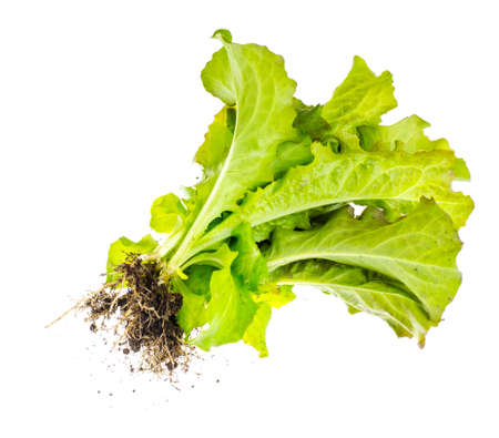 Vegetarian fresh bio green salad. Studio Photo