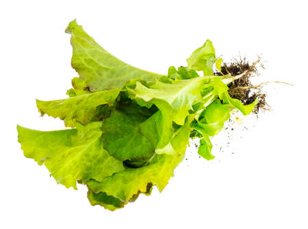 Vegetarian fresh bio green salad. Studio Photoの写真素材
