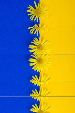 Postcard, card, creative layout of flowers on colored background with space for text. Studio Photoの写真素材