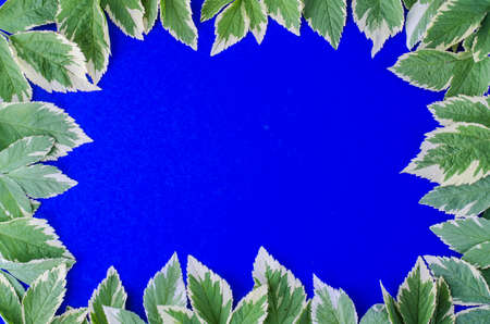 Ornament, pattern, texture of leaves on bright background