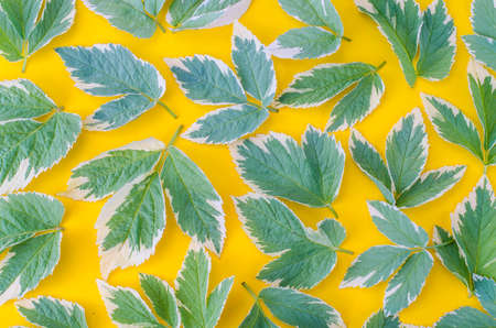 Ornament, pattern, texture of leaves on bright backgroundの写真素材