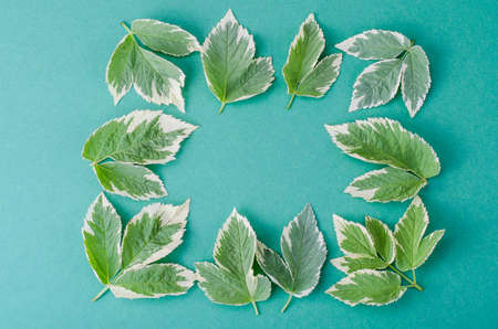 Ornament, pattern, texture of leaves on bright backgroundの写真素材