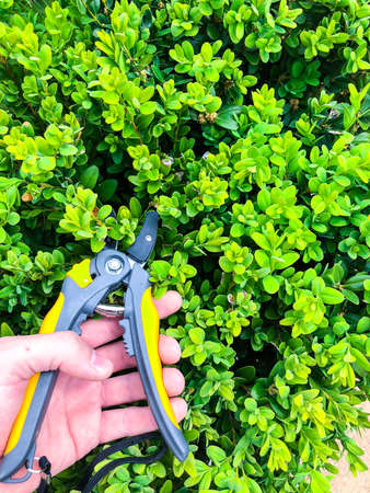 Care of  garden, pruning of branches, hand with  garden tool
