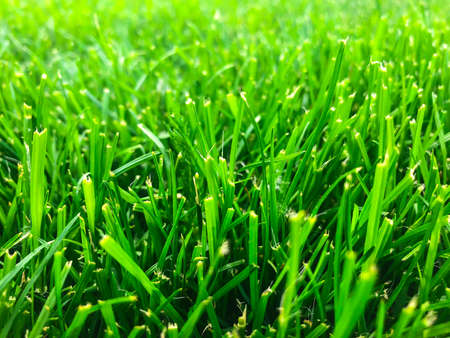 Green grass lawn closeupの写真素材