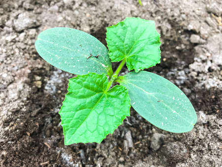 Young cucumber sprout on background of earthの写真素材