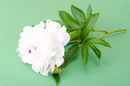 Branch of white flowering peony on bright backgroundの写真素材