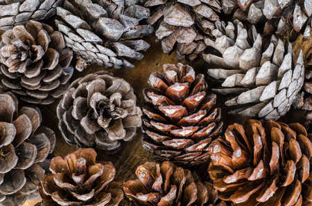 Brown pine and cedar cones on wooden background. Studio Photo