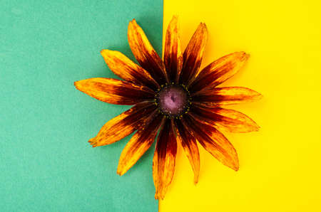 Yellow flower on bright background, space for text. Studio Photo