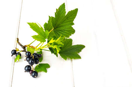 Small twig of black currant with leaves and berries. Studio Photo