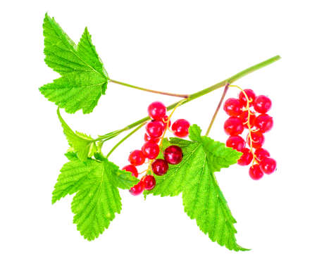 Red currant branch with berries and green leaves. Studio Photoの写真素材