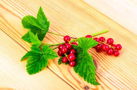 Red currant branch with berries and green leaves. Studio Photoの写真素材