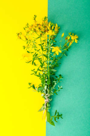 Medicinal plant St. John's wort on bright background. Studio Photoの素材 [FY310105235036]