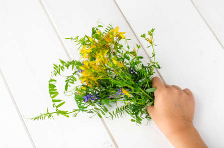 Child's hand with bright wild flowers. Studio Photoの写真素材