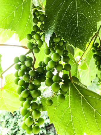 Bunches of immature green grapesの写真素材