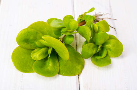 Green stem with leaves Portulaca. Studio Photoの写真素材