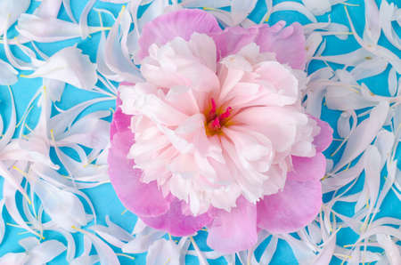 Creative layout of flower and petals. Studio Photo