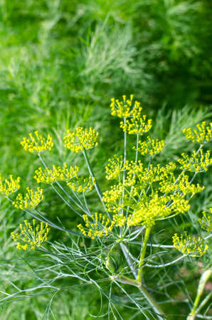 Fresh green dill growing on bed. Studio Photo
