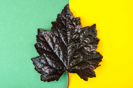 Purple leaf of perennial Heuchera plant