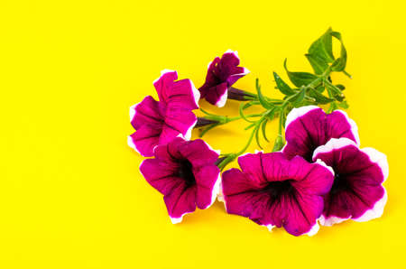 Branch of flowering petunia with purple flowersの写真素材