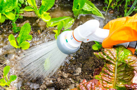 Hand water from the watering can on the hose