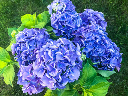 Bush of blooming purple hydrangeas