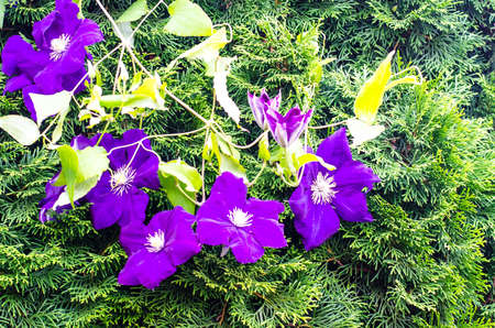 Branch with flowers of purple clematisの写真素材