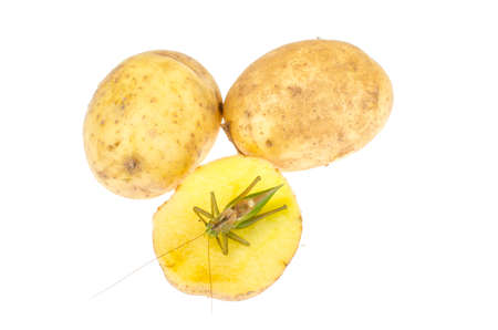 Large green grasshopper. Studio Photoの写真素材