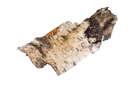 Piece of birch bark isolated on white backgroundの写真素材