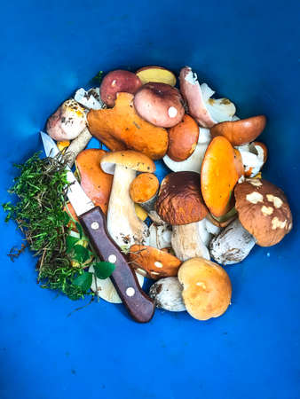Bunch of edible wild mushroomsの写真素材