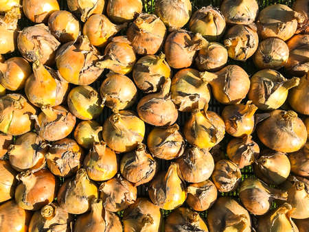 Onions as vegetable backgroundの写真素材