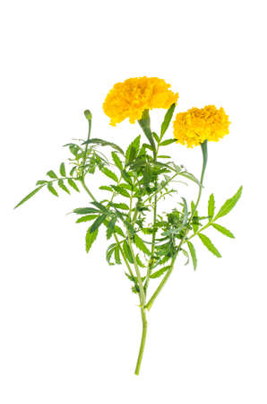 Marigolds with yellow orange flower on white background. Studio Photoの写真素材