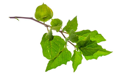 Branches and fruits of physalis on white background. Studio Photo