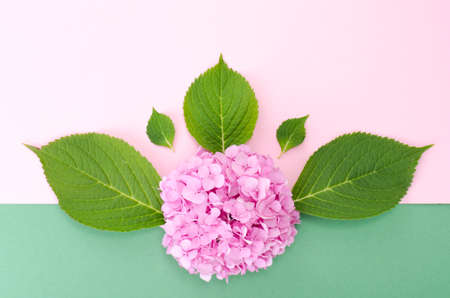 Layout from pink hydrangea flower on bright background. Studio Photoの写真素材
