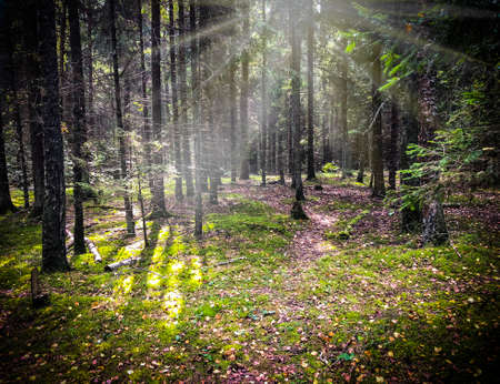 Morning in autumn forest. Studio Photo