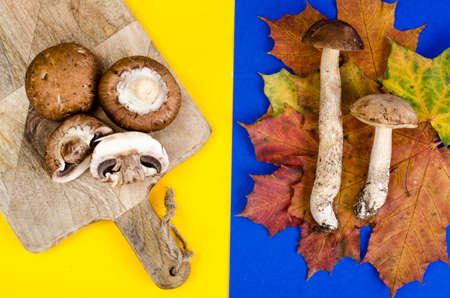 Color layout of wild and cultivated mushrooms. Studio Photoの写真素材