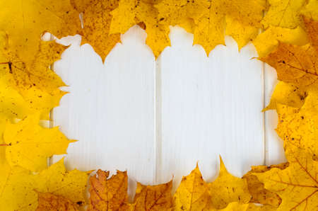 Frame, pattern of yellow autumn leaves on white wooden background. Studio Photoの写真素材