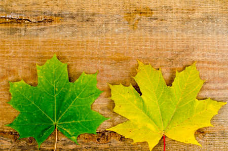 Yellow autumn maple leaves on wooden table. Studio Photo