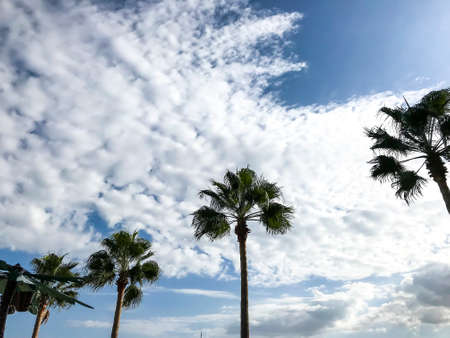 Green tops of tropical plants against blue skyの写真素材