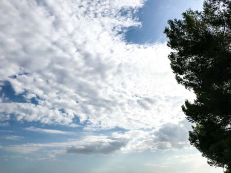 Green tops of tropical plants against blue skyの写真素材