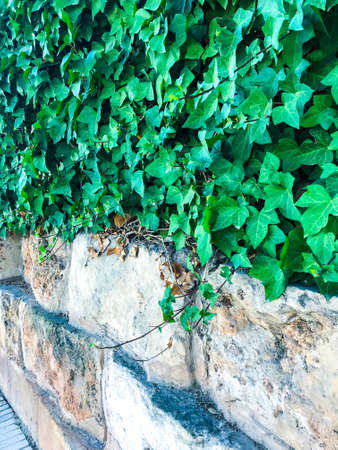 Texture, background, wall of large natural, untreated stonesの写真素材