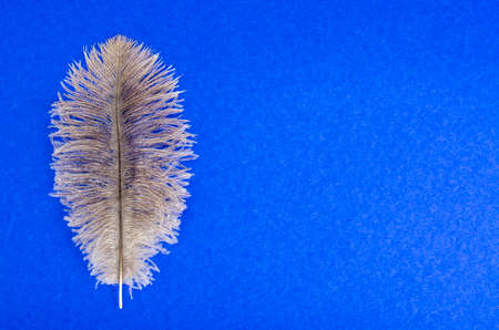 Gray feather of ostrich.の写真素材