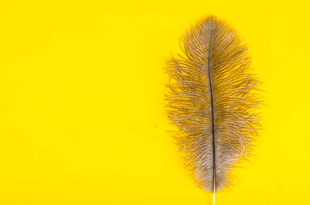 Gray feather of ostrich.の写真素材