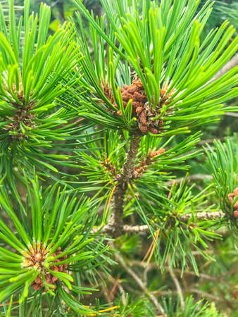 Young flowering pine branches.